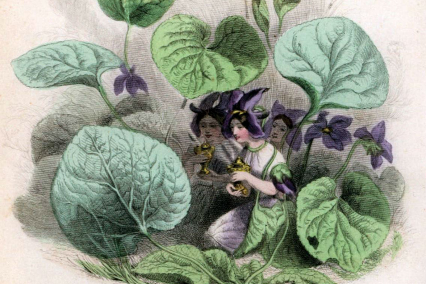 Il posto delle viole w