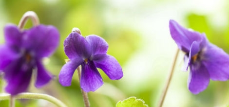 Viola odorata