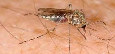 zanzara west Nile