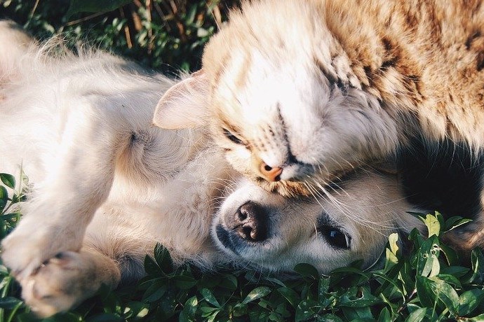 cani e gatti.jpg